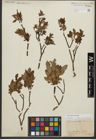 Foto von Salix waldsteiniana Willd.